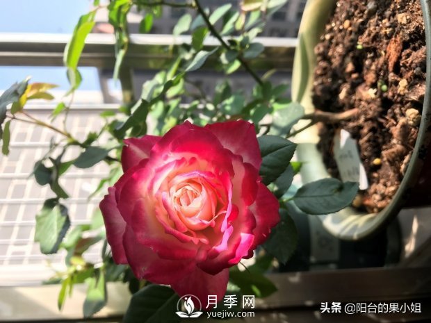 八种小白花友也能驾驭的月季品种(图1)