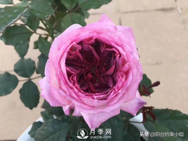 八种小白花友也能驾驭的月季品种(图3)