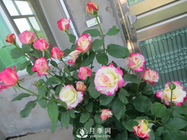 红双喜月季，盆栽花卉新宠，香飘满室，四季有花看(图2)