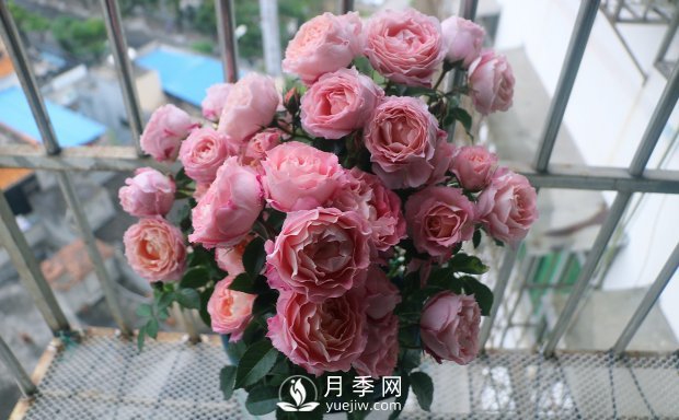 海神王阳台月季，专为盆栽观赏而生，四季有花开(图2)
