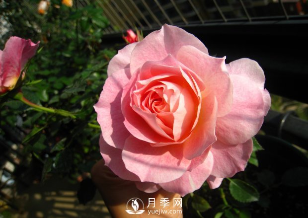 海神王阳台月季，专为盆栽观赏而生，四季有花开(图1)