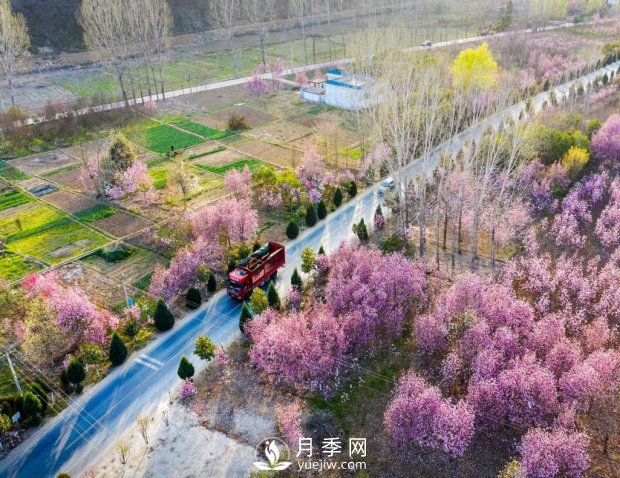 南阳美景：闻香赏花 莫负春光(图2)