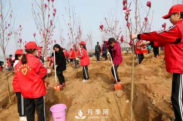 南召玉兰：义务植树7万余株 共建绿色家园(图1)