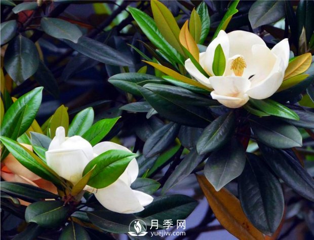 南阳南召：玉兰花大全，5种玉兰简介(图4)