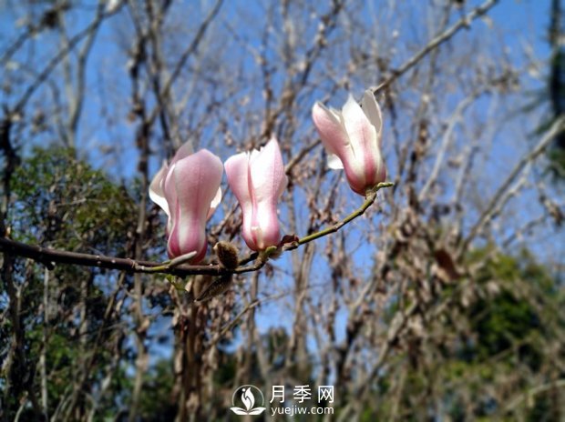 南阳南召：玉兰花大全，5种玉兰简介(图5)