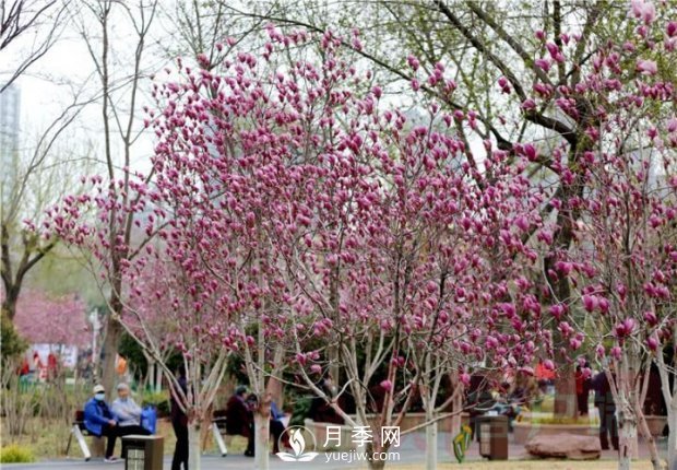 “绿满商都 花绘郑州”经纬广场2021玉兰文化展(图1)