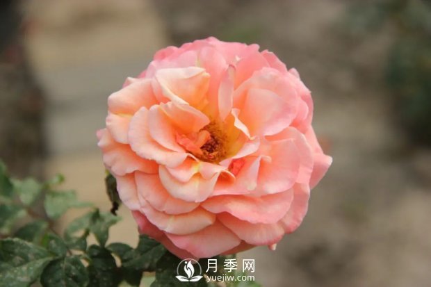 泰达秋月月季的优缺点是什么？(图1)