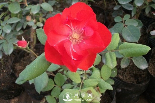 莫海姆丰花月季的种植方法你知道了吗？(图1)