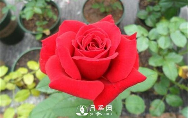 月季水扦插你真的知道吗？详细的水扦教程(图1)