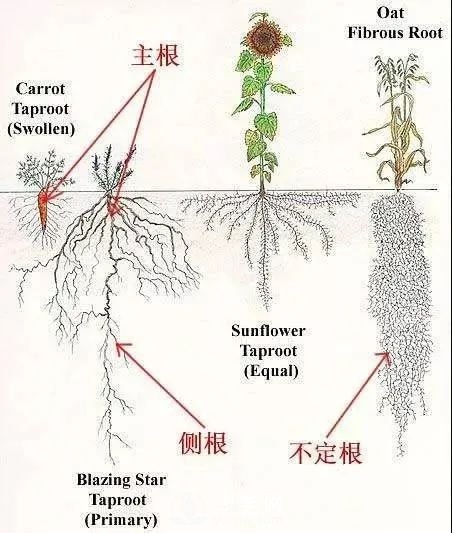 苗木养护，详细的『植物根部』知识普及！(图2)