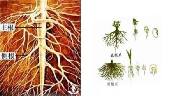 苗木养护，详细的『植物根部』知识普及！(图3)