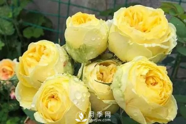 推荐7个经典的黄色月季品种(图6)