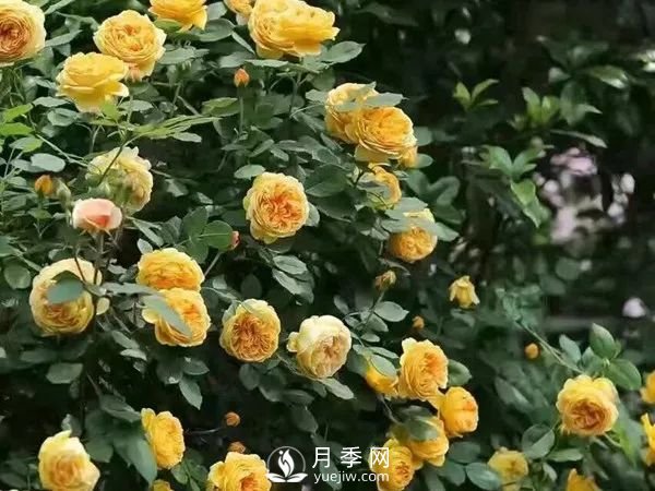 推荐7个经典的黄色月季品种(图7)