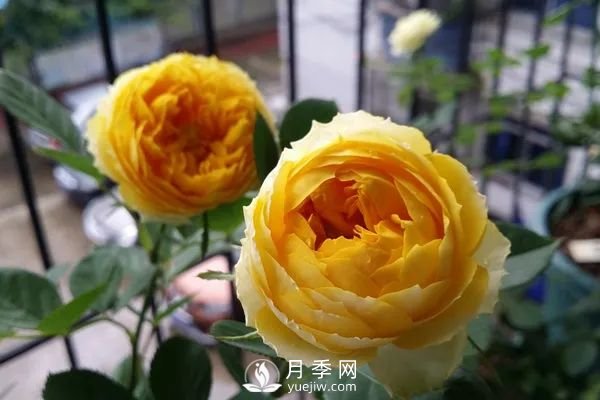 推荐7个经典的黄色月季品种(图1)