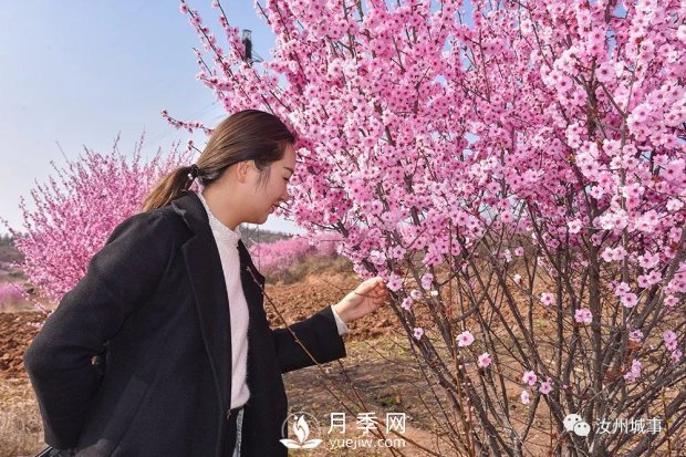 汝州新晋打卡地花开成海，你来过了吗？(图1)