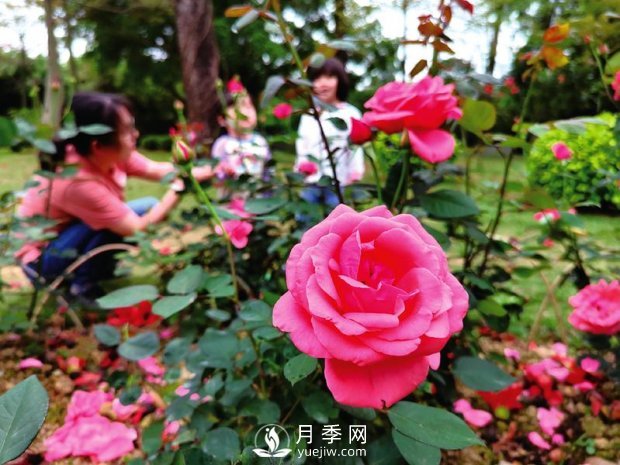 南湖公园1.7万株月季花美丽绽放(图2)