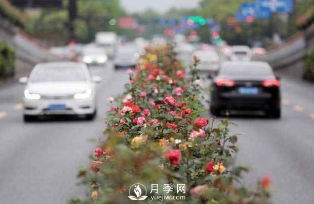 连日阴雨，杭州高架花廊的月季能如期盛开吗？4月中旬盛开(图3)