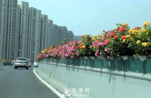 连日阴雨，杭州高架花廊的月季能如期盛开吗？4月中旬盛开(图4)