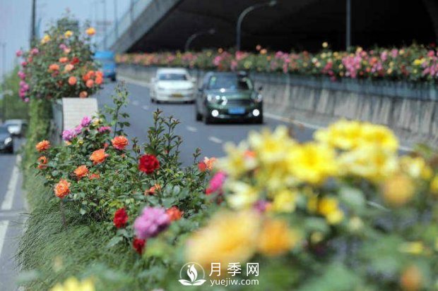 连日阴雨，杭州高架花廊的月季能如期盛开吗？4月中旬盛开(图2)
