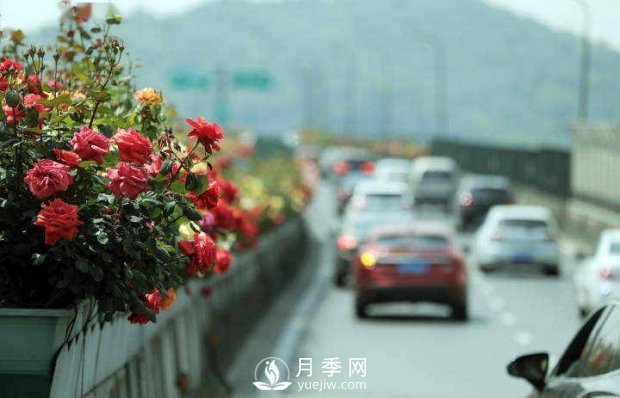 连日阴雨，杭州高架花廊的月季能如期盛开吗？4月中旬盛开(图1)