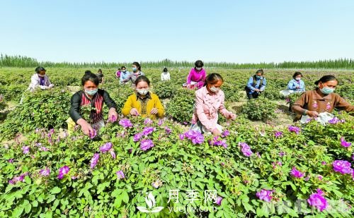 新疆于田：打造玫瑰产业 带动村民致富(图1)