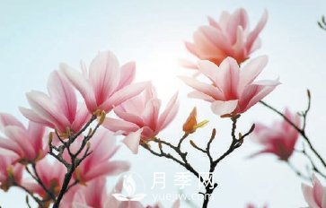 紫玉兰名为辛夷,其实是份“心意”!了解玉兰文化(图2) 紫玉兰名为辛夷,其实是份“心意”!了解玉兰文化(图2)