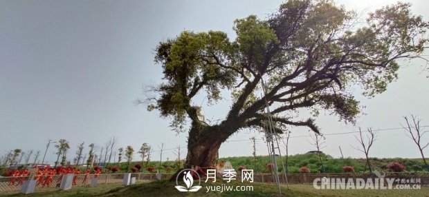江西省南昌县泾口乡举办首届乡村振兴发展大会(图7)