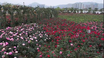 南阳月季扮美肇庆，月季花海惊艳绽放(图2)