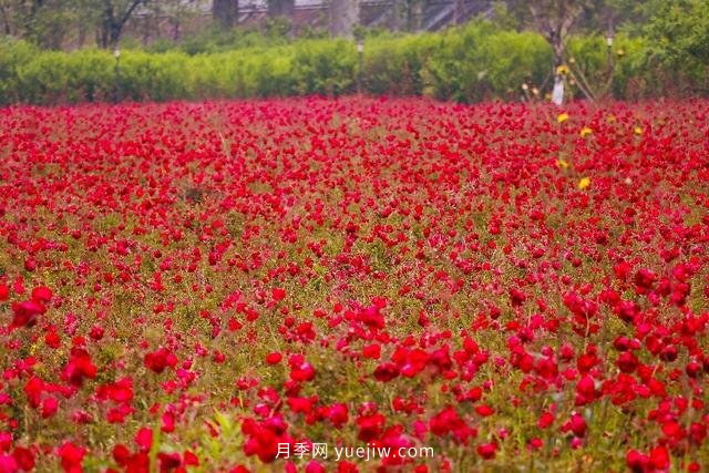 四川南允30万株丰花月季盛开，千姿百态等您来赏(图1)