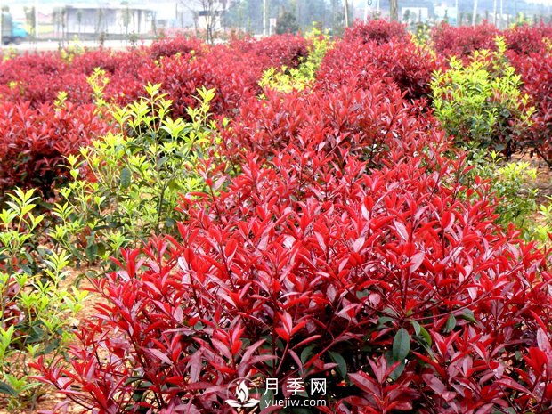 南阳市卧龙区香樟红叶石楠苗木种植基地(图1)