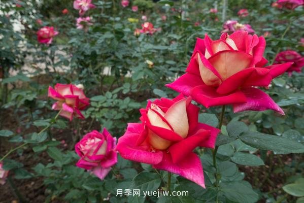 深圳人民公园要打造世界一流月季园(图2)