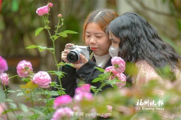 福州茶亭公园：***美月季速速赏 爱心故事慢慢品(图1)