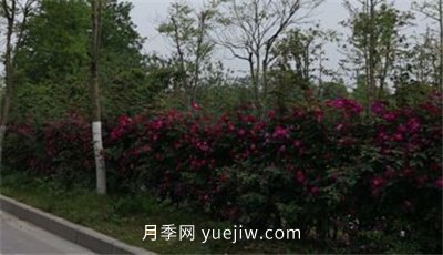 荆州开发区西干渠的藤本月季开花啦，千米月季花墙来打卡(图2)