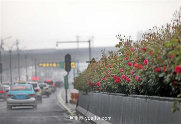 杭州高架月季进入开放期，花开引领杭州月季美景(图1)