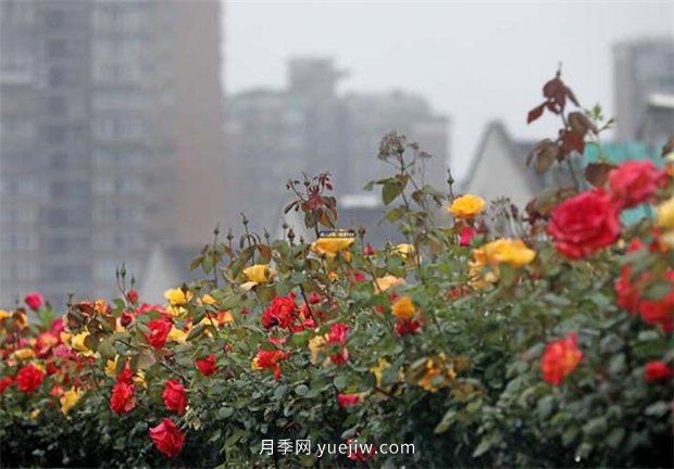 杭州高架月季进入开放期，花开引领杭州月季美景(图3)