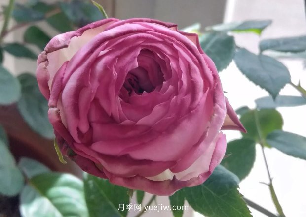 小菜园变身美丽的月季花园(图3)