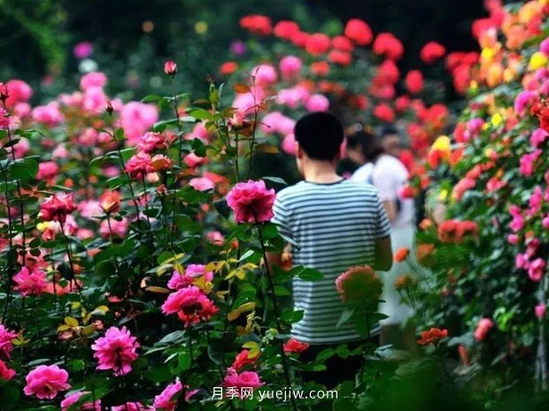 2021花卉苗木行业***火爆的十种苗木和用途(图3)