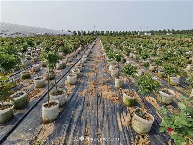 2021花卉苗木行业***火爆的十种苗木和用途(图4)