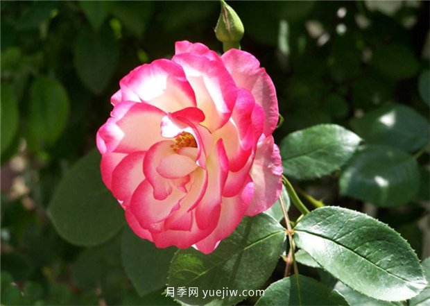 月季的品类有哪些？有什么区别吗？(图2)