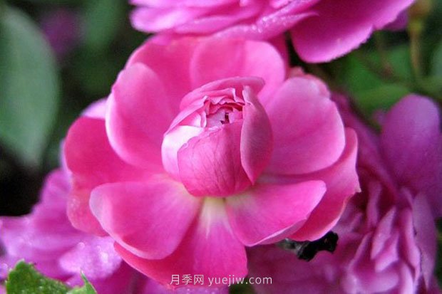 十款花期***长的微型月季品种，适合阳台种植(图2)