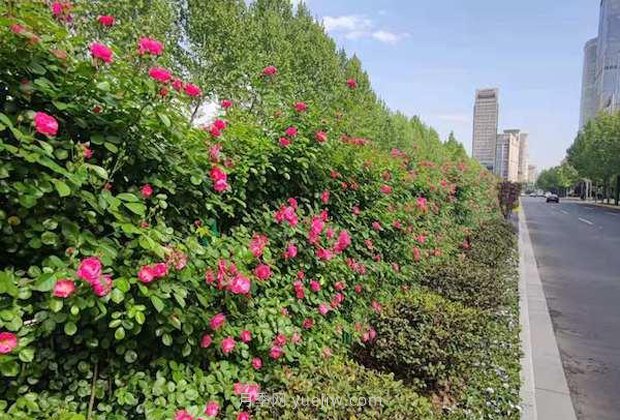 月季含苞待放 上海高架月季花路将上演“满城月季香”(图3)
