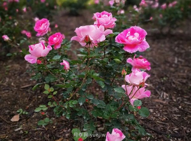 成都植物园也有月季园了，超美盛花期来啦(图7)