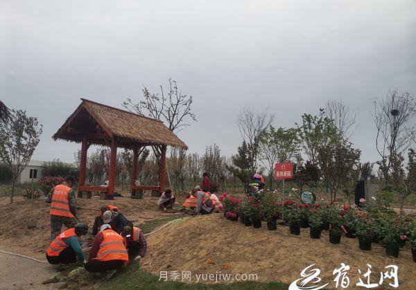 醉美泗阳，月季花海，第十一届中国月季展览会4月28日开幕(图1)