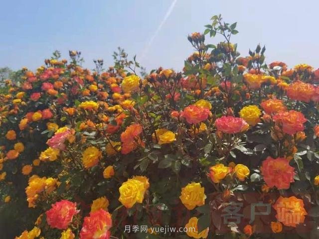 南阳第十二届月季花会线上线下同步举行(图1)