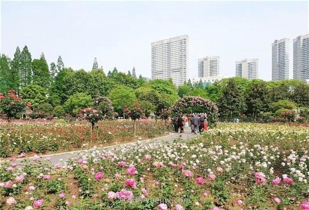武汉市第十三届月季展，青山和平公园等你来打卡(图1)