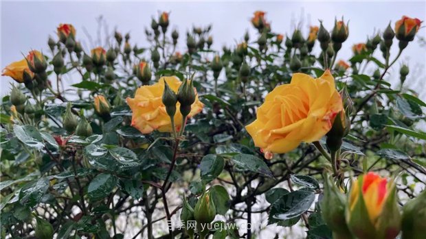 襄城无处不飞花，襄阳首届月季文化旅游节开幕(图1)
