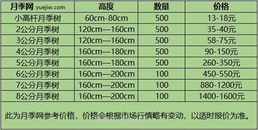 2公分月季树多少钱一棵？ 2公分树状月季价格(图3)