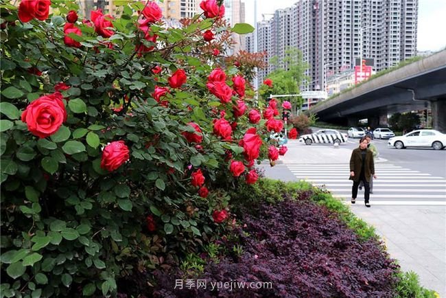 湖北十堰：树状月季盛开 扮靓城市街头(图3)