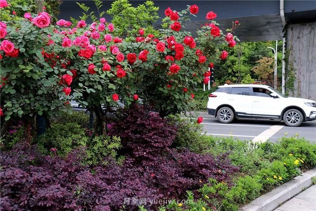 湖北十堰：树状月季盛开 扮靓城市街头(图4)