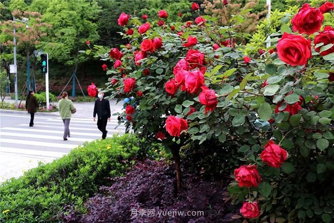 湖北十堰：树状月季盛开 扮靓城市街头(图1)